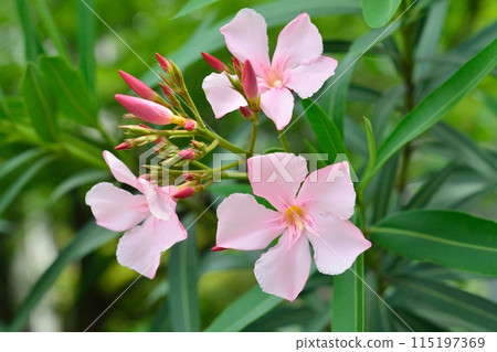 pink oleander flower 115197369