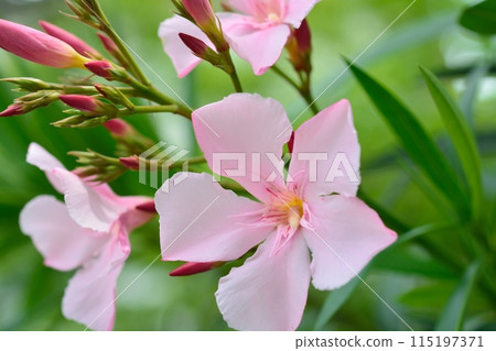 pink oleander flower 115197371