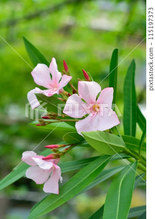 pink oleander flower 115197373