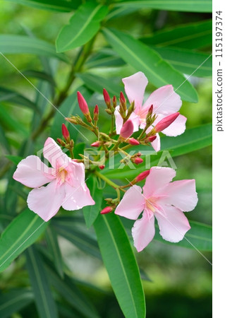 粉紅色的夾竹桃花 115197374