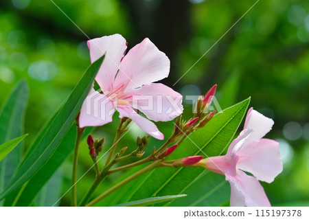 pink oleander flower 115197378