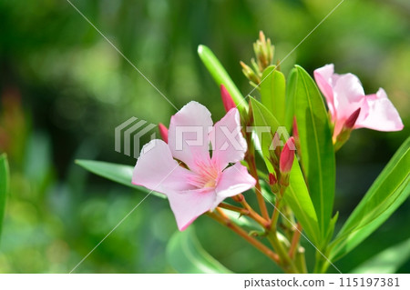pink oleander flower pink oleander flower 115197381