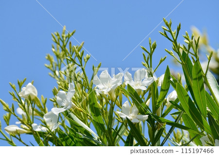 white oleander flower 115197466