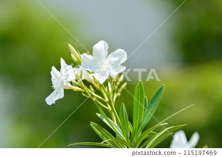 white oleander flower white oleander flower 115197469