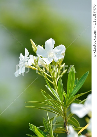 白夾竹桃花 115197470