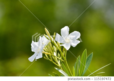 white oleander flower 115197472