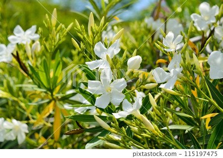 white oleander flower white oleander flower 115197475