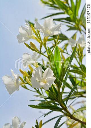 white oleander flower 115197476