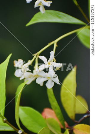 白色小花 白色小花 115197572