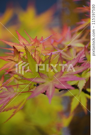 改變葉子的Momiji 改變葉子的Momiji 115197580
