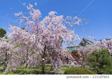 京都平安神宮神社花園裡的垂枝櫻花 京都平安神宮神社花園裡的垂枝櫻花 115197601