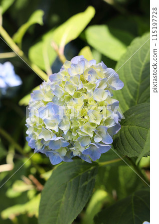 hydrangea hydrangea 115197728