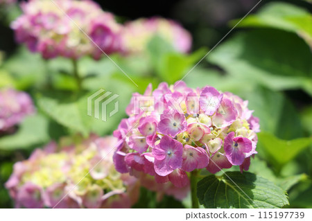  hydrangea 115197739