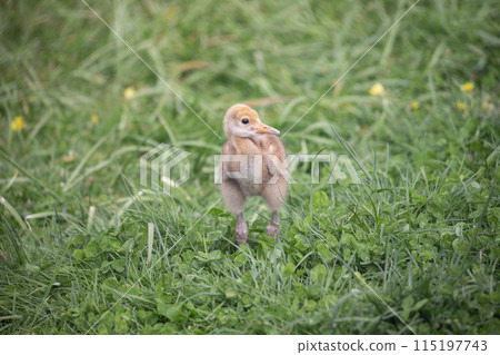 表情可愛的丹頂鶴雛鳥 表情可愛的丹頂鶴雛鳥 115197743
