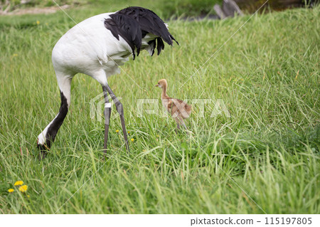 A cute-looking red-crowned crane chick A cute-looking red-crowned crane chick 115197805