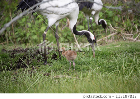 A cute-looking red-crowned crane chick 115197812