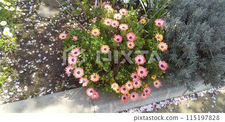 Osteospermum 粉紅色的花朵 Osteospermum 粉紅色的花朵 115197828