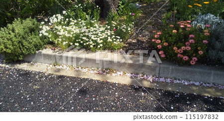 Pink Osteospermum flowers and white North Pole flowers Pink Osteospermum flowers and white North Pole flowers 115197832