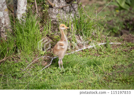 A cute-looking red-crowned crane chick A cute-looking red-crowned crane chick 115197833