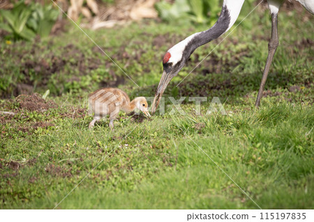A cute-looking red-crowned crane chick 115197835