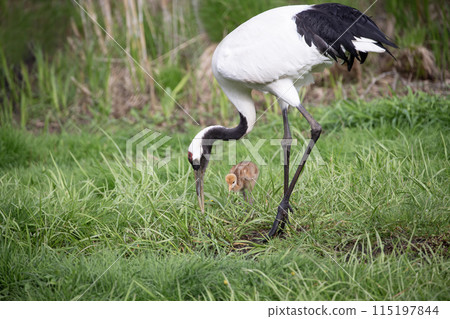 A cute-looking red-crowned crane chick A cute-looking red-crowned crane chick 115197844