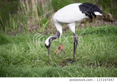 A cute-looking red-crowned crane chick A cute-looking red-crowned crane chick 115197847