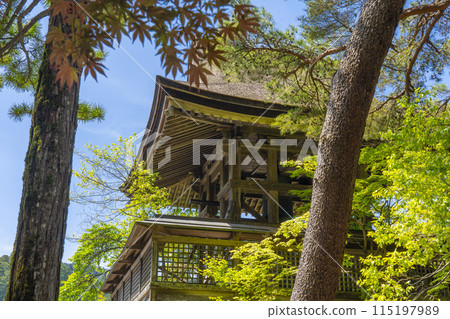 Mount Koya, Danjo Garan, Six o'clock Bell, Enishida (golden jasmine) in full bloom 115197989