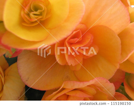 Close up of orange begonia flowers 115198150