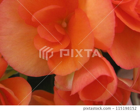 橙色秋海棠花的特寫 115198152
