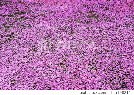 Takigami Shiba Sakura Park Takigami Shiba Sakura Park 115198215