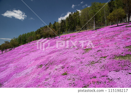 Takigami Shiba Sakura Park 115198217