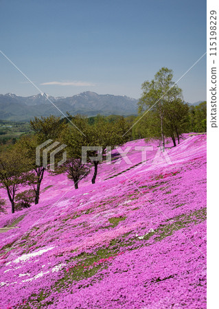 Takigami Shiba Sakura Park 115198229