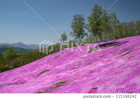 Takigami Shiba Sakura Park 115198242