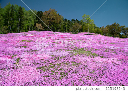 Takigami Shiba Sakura Park 115198243