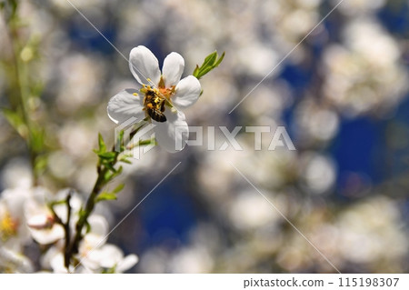 Spring background. Beautifully blossoming tree with a bee. Flower in nature. 115198307