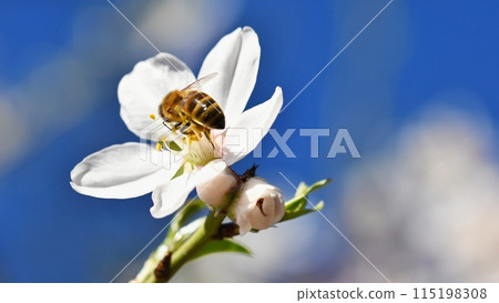 Spring background. Beautifully blossoming tree with a bee. Flower in nature. 115198308