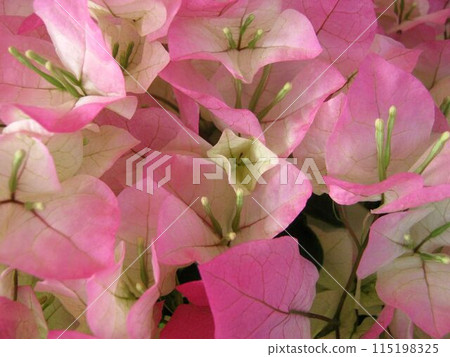粉紅色九重葛花的特寫 粉紅色九重葛花的特寫 115198325