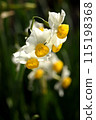 A graceful white Japanese daffodil emerges in the backlight. 115198368