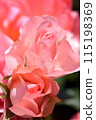 A rose with pink petals beginning to open and shining in the morning sun 115198369