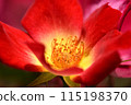The cocktail is a rose with bright red petals and a yellow center. 115198370
