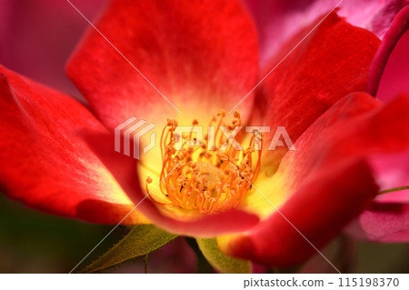 The cocktail is a rose with bright red petals and a yellow center. The cocktail is a rose with bright red petals and a yellow center. 115198370