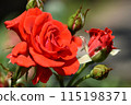A small rose with a striking red color. 115198371