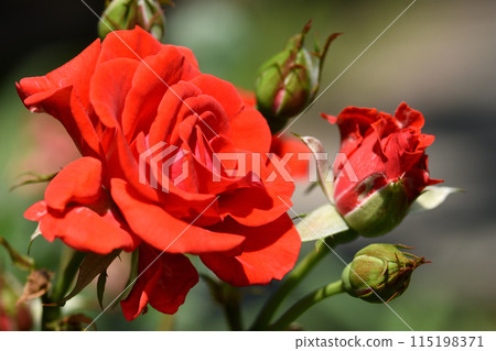 A small rose with a striking red color. 115198371