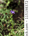 A single purple flower blooms at the top of a straight, upright stem. 115198372