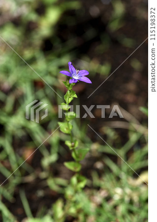 A single purple flower blooms at the top of a straight, upright stem. A single purple flower blooms at the top of a straight, upright stem. 115198372