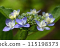 Decorative flowers fringe around small flowers, and the flowers of hydrangea are beautiful even in the rainy season and rainy season. 115198373