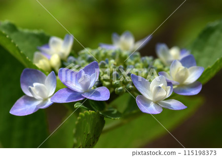 Decorative flowers fringe around small flowers, and the flowers of hydrangea are beautiful even in the rainy season and rainy season. 115198373