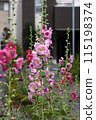 A seasonal flower with warm-colored hollyhocks and soft petals like crepe paper. 115198374