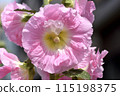 A seasonal flower with warm-colored hollyhocks and soft petals like crepe paper. 115198375
