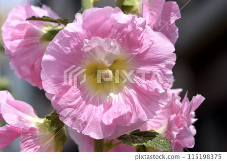 A seasonal flower with warm-colored hollyhocks and soft petals like crepe paper. 115198375
